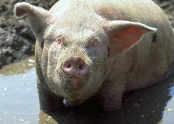 Origine africaine de l'interdiction de manger du porc