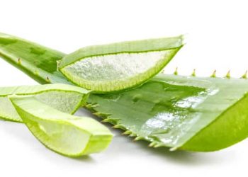 ALOE VERA Fotolia 18921331 L