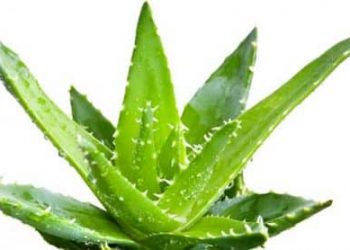 La plante d'aloe vera