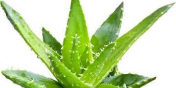 La plante d'aloe vera