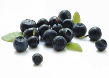 baie acai bio antioxydant fruit maigrir poudre pure perte poids superfruit vente biologique agoji