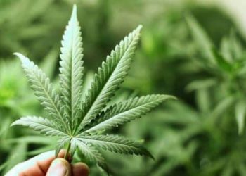 Les médecins découvrent que le cannabis peut guérir le cancer