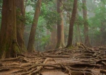 Les arbres partagent leur nourriture entre eux par les racines