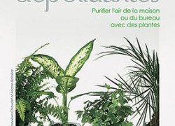 Les plantes dépolluantes