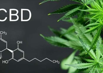 Propriétés curatives du cannabidiol (CBD)