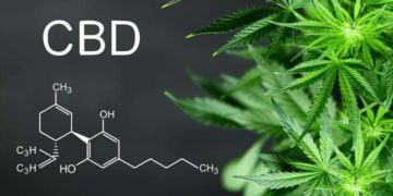 Propriétés curatives du cannabidiol (CBD)